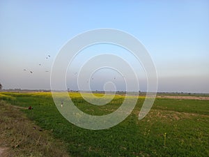 Beautiful agriculture field landscape in rural India