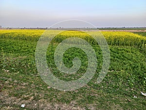 Beautiful agriculture field landscape in rural India