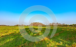 Beautiful agriculture rice field landscape with bright blue sky