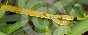 Beautiful Ahaetulla snake in Borneo Indonesia.