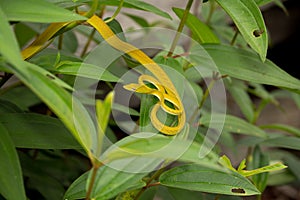 Beautiful Ahaetulla snake in Borneo Indonesia.