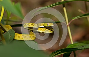 Beautiful Ahaetulla snake in Borneo Indonesia.