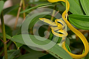 Beautiful Ahaetulla snake in Borneo Indonesia.