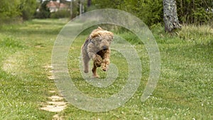 Beautiful Airdale Terrier purebred dog with an abundant curly coat running on a grassy path