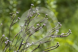 Beautiful Airy Brazilian Verbena Wildflower - Verbena brasiliensis Vell - Morgan County Alabama