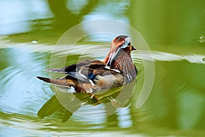 The beautiful aix galericulata in water