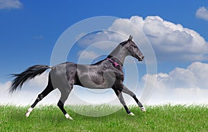 Beautiful akhal-teke horse