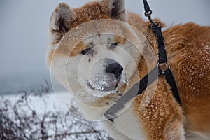 Beautiful akita inu hachiko covered in snow on leash