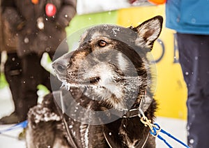 Beautiful alaska husky dogs at the finish line of a sled dog race.