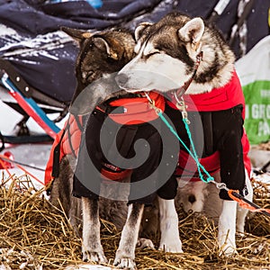 Beautiful alaska husky dogs resting during a sled dog race.