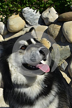 Beautiful Alaskan Huskey Smiling with Tongue Hanging Out