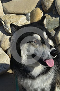 Beautiful Alaskan Huskey Smiling with Tongue Out