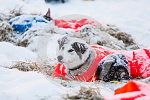 Beautiful alaskan husky dogs resting during a long distance sled dog race in Norway.