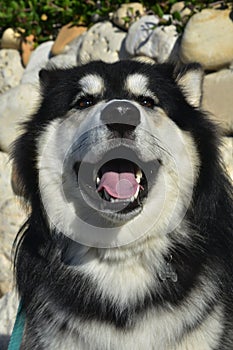 Beautiful Alaskan Husky with Rocks in Background and Mouth Open