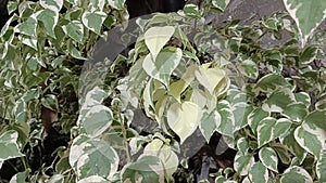 Beautiful albino on bougainvillea plant leaves