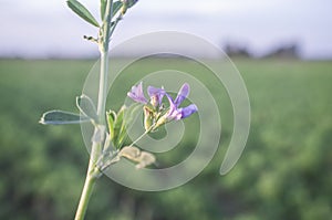 Beautiful alfalfa field. Flower detail