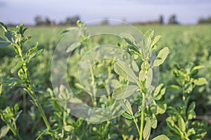 Beautiful alfalfa field. Leaves detail.