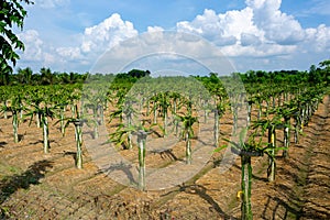 Beautiful alined dragon fruit land in on the blue sky background