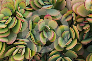 Beautiful all-over botanical floral pattern green yellow crassula jade succulents plants with red edges. Tropical nature