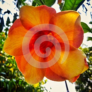 beautiful allamanda flower with yellowish red petals