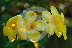 Allamanda cathartica Flower