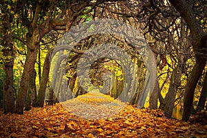 Beautiful alley in the autumnal park