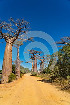 Beautiful Alley of baobabs, avenue without people, Baobab trees in Morondava.