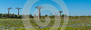 Beautiful Alley of baobabs. legendary Avenue of Baobab trees in Morondava. Iconic giant endemic of Madagascar.