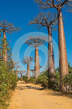 Beautiful Alley of baobabs. legendary Avenue of Baobab trees in Morondava. Madagascar.