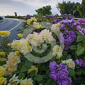 Beautiful alley with blossoming roses, with the Dove statue