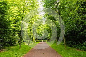 Beautiful alley in a french park photo