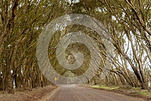 beautiful alley with sloping trees lines the road. Australia