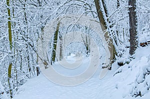 A beautiful alley in wintery forest
