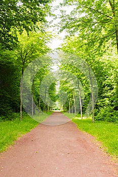 Beautiful alley in the woods photo