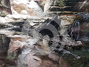 Beautiful alligator in the pond at the Aquarium photo