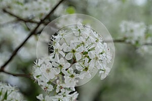 Beautiful Allium Spray White Flower