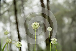 Beautiful Allium tuberosum flowers and dew drops.