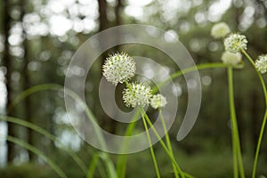 Beautiful Allium tuberosum flowers and dew drops.