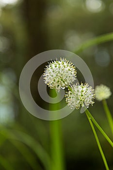 Beautiful Allium tuberosum flowers and dew drops.