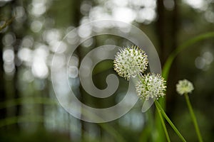 Beautiful Allium tuberosum flowers and dew drops.