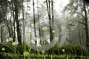 Beautiful Allium tuberosum flowers and dew drops.