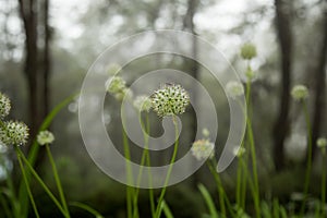 Beautiful Allium tuberosum flowers and dew drops.