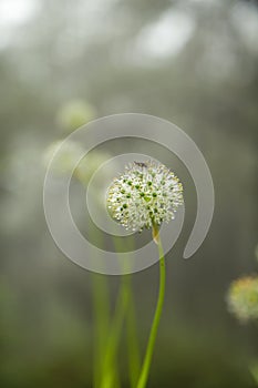 Beautiful Allium tuberosum flowers and dew drops.