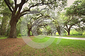 An ally of live oaks. photo
