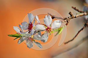 Beautiful almond blossom in spring