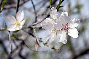 Beautiful almond flowers