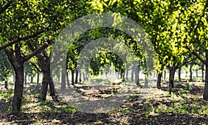 Beautiful almond garden, rows of almond trees with greend almond fruits in orchard in a kibbutz in Northern Israel, Galilee in