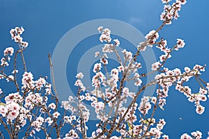 Beautiful almond tree blooming. Almendro en flor. Almond b photo