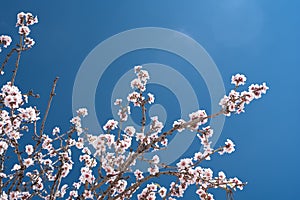 Almendro en flor sobre cielo azul