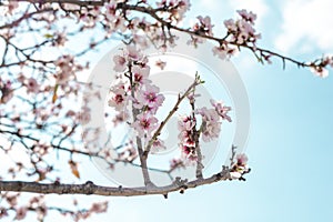 Almond tree blooming.Almond blossom over blue sky photo